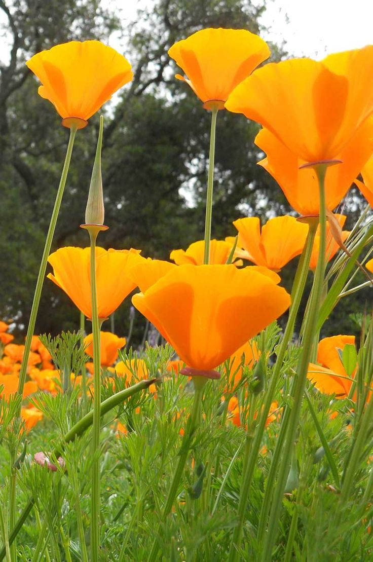 Eschscholzia Californica: California's Golden Poppy