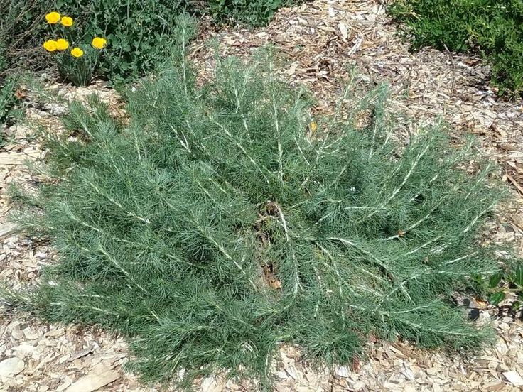Artemisia californica 'Canyon Gray