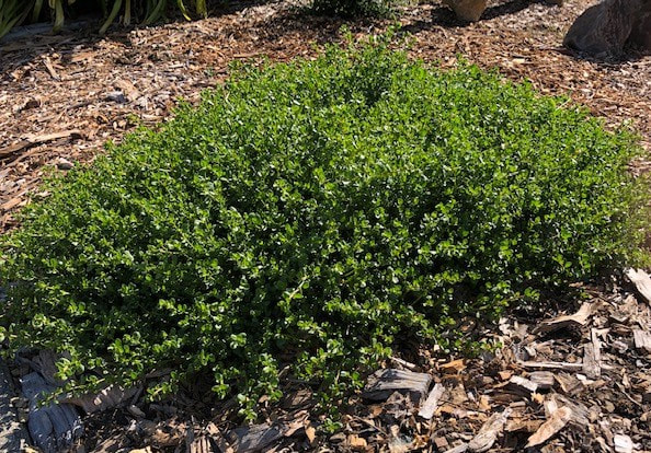 Explore the resilience and beauty of Baccharis pilularis 'Pigeon Point', a native Californian shrub providing texture and habitat in coastal landscapes.