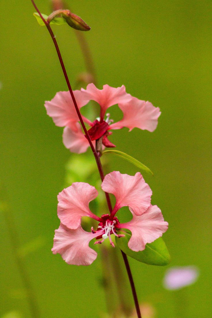 Clarkia unguiculata: The Ephemeral Beauty of Clarkia