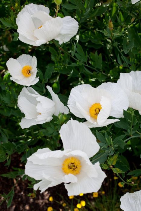 Discover the allure of Romneya coulteri, or Matilija Poppy, an iconic California native plant celebrated for its stunning flowers and resilience.
