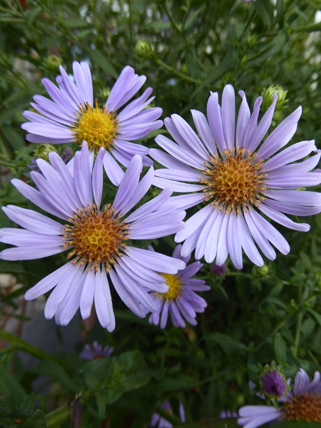 Explore Symphyotrichum chilense, the California aster, a native perennial wildflower, admired for its vibrant blooms and ecological importance.