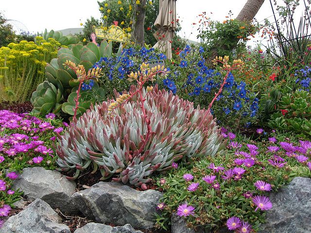 Discover Dudleya hassei, the Catalina Island Liveforever, a unique succulent endemic to California's Channel Islands, celebrated for its beauty and resilience.