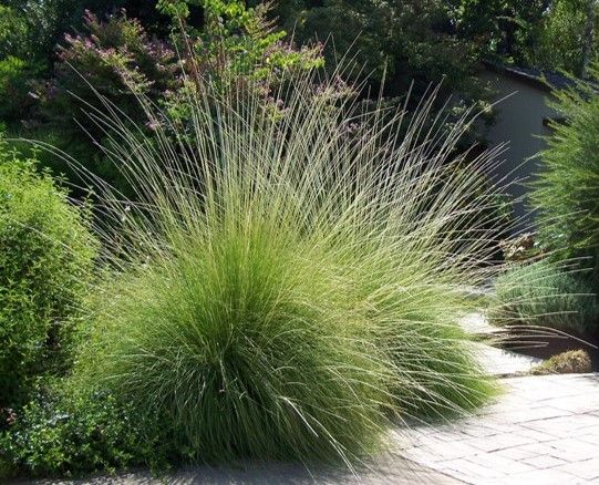 Muhlenbergia rigens, commonly known as deergrass, stands as an emblematic grass species native to the western regions of North America. 